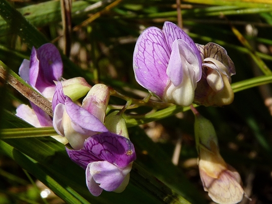 {Lathyrus palustris}